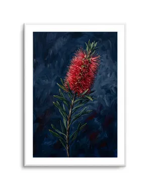 Bottlebrush On Navy Botanicals Study by oliveetoriel.com, a Prints for sale on Style Sourcebook