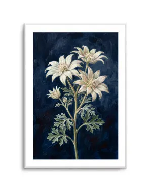 Flannel Flower On Navy Botanicals Study by oliveetoriel.com, a Prints for sale on Style Sourcebook