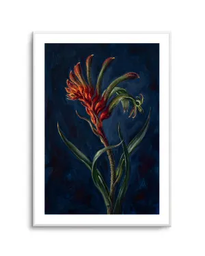 Kangaroo Paw II On Navy Botanicals Study by oliveetoriel.com, a Prints for sale on Style Sourcebook