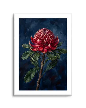 Waratah On Navy Botanicals Study by oliveetoriel.com, a Prints for sale on Style Sourcebook