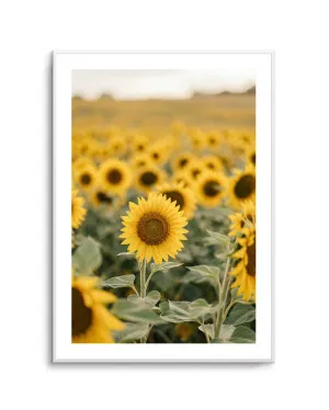 Sunflower Series 01 by oliveetoriel.com, a Prints for sale on Style Sourcebook