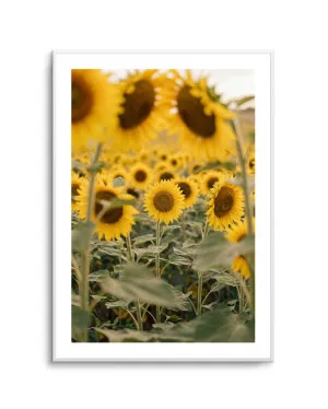 Sunflower Series 03 by oliveetoriel.com, a Prints for sale on Style Sourcebook