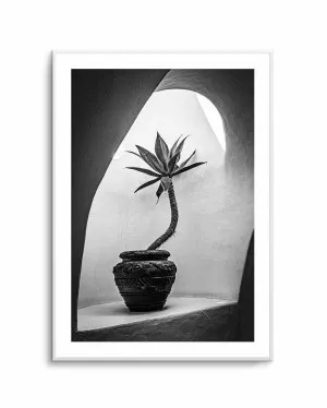 Agave In Arch Light Michael Bangiev by oliveetoriel.com, a Prints for sale on Style Sourcebook