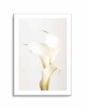 Elegant Calla Lilies by oliveetoriel.com, a Prints for sale on Style Sourcebook