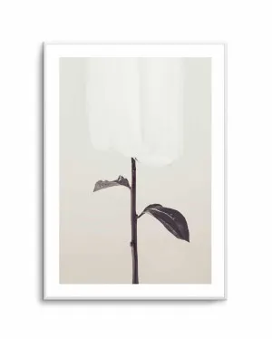 Ethereal Fabric Flower by oliveetoriel.com, a Prints for sale on Style Sourcebook
