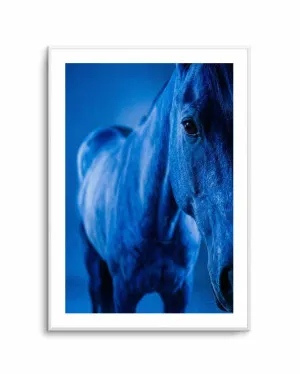 Cobalt Stallion by oliveetoriel.com, a Prints for sale on Style Sourcebook