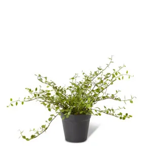 Angel Vine Bush Green - 25cm by Elme Living, a Plants for sale on Style Sourcebook