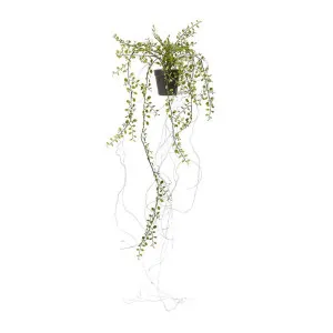 Angel Vine Hanging Bush Green - 92cm by Elme Living, a Plants for sale on Style Sourcebook