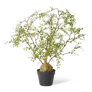 Angel Vine Plant Green - 91cm by Elme Living, a Plants for sale on Style Sourcebook