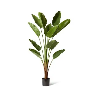Bird of Paradise (Outdoor) Green - 210 cm by Elme Living, a Plants for sale on Style Sourcebook
