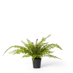 Fern Lush Boston Potted Green - 55cm by Elme Living, a Plants for sale on Style Sourcebook