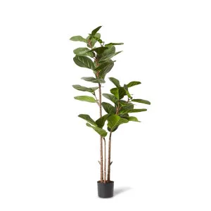 Fiddle Lush Tree Green - 145cm by Elme Living, a Plants for sale on Style Sourcebook