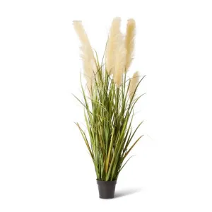 Grass Pampas Potted Green/White - 150cm by Elme Living, a Plants for sale on Style Sourcebook