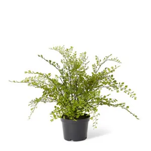 Maiden Hair Fern Green - 48cm by Elme Living, a Plants for sale on Style Sourcebook