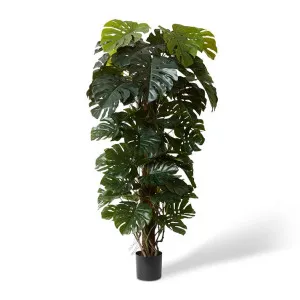 Monstera Totem Potted Green - 180 cm by Elme Living, a Plants for sale on Style Sourcebook
