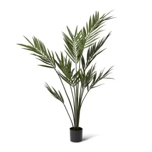 Palm Kentia (Outdoor) Green - 213cm by Elme Living, a Plants for sale on Style Sourcebook