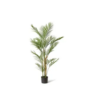 Palm Phoenix (Outdoor) Green - 120cm by Elme Living, a Plants for sale on Style Sourcebook