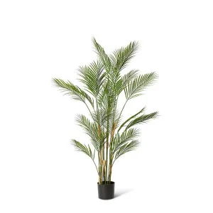 Palm Phoenix (Outdoor) Green - 150cm by Elme Living, a Plants for sale on Style Sourcebook