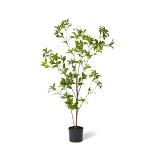 Pieris Japonica Tree Green - 120cm by Elme Living, a Plants for sale on Style Sourcebook