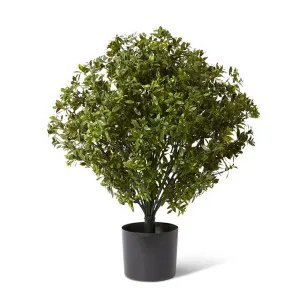 Topiary Hazel Leaf Potted (Outdoor) Green - 76 cm by Elme Living, a Plants for sale on Style Sourcebook