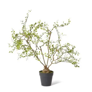 Angel Vine Plant Green by Elme Living, a Plants for sale on Style Sourcebook