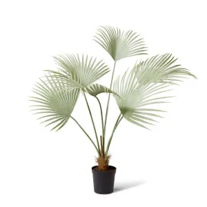 Fan Palm Grey Green by Elme Living, a Plants for sale on Style Sourcebook