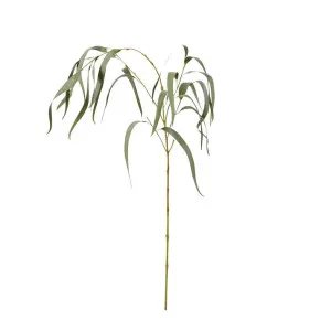 Eucy Gum Spray by James Lane, a Plants for sale on Style Sourcebook