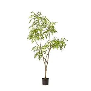 Mahonia Tree Green by James Lane, a Plants for sale on Style Sourcebook
