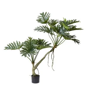 Split Philo Plant Potted by James Lane, a Plants for sale on Style Sourcebook