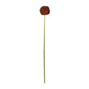 Allium Stem Burgundy - 64cm by James Lane, a Plants for sale on Style Sourcebook