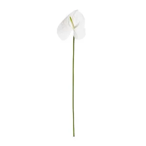 Anthurium Grand Stem White - 71cm by James Lane, a Plants for sale on Style Sourcebook
