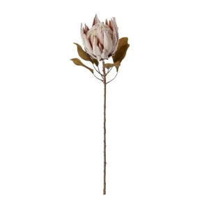 Protea King Dried Look Stem Brown - 61cm by James Lane, a Plants for sale on Style Sourcebook