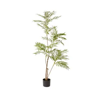 Palm Mohonia Green - 165cm by James Lane, a Plants for sale on Style Sourcebook