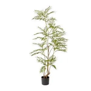 Palm Mohonia Green - 180cm by James Lane, a Plants for sale on Style Sourcebook