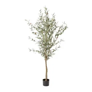 Olive Tree Grey Green - 210cm by James Lane, a Plants for sale on Style Sourcebook
