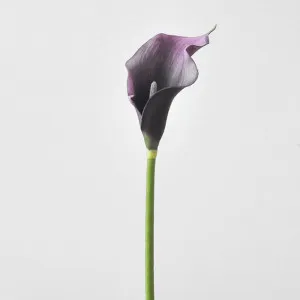 Calla Lily Purple by JMC FLORALS, a Plants for sale on Style Sourcebook