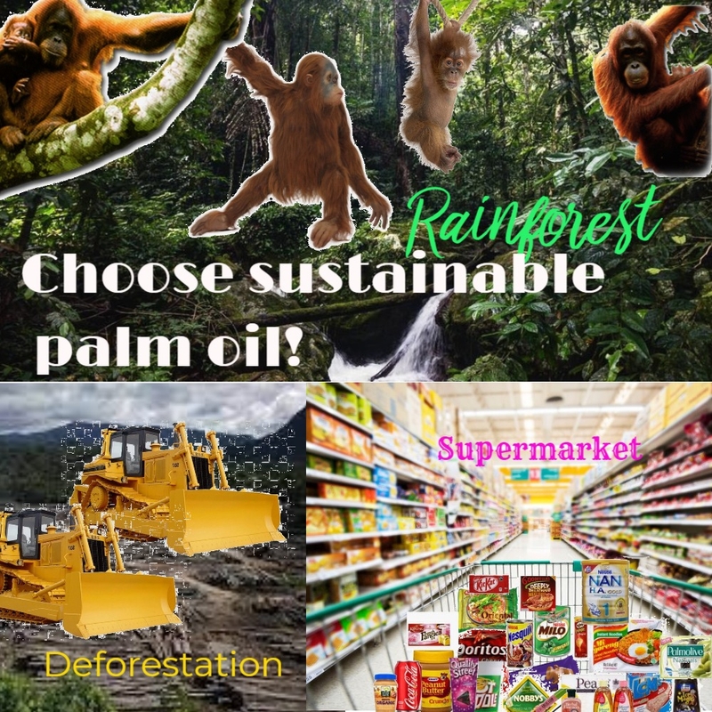 Palm oil Poster Mood Board by HeidiN on Style Sourcebook