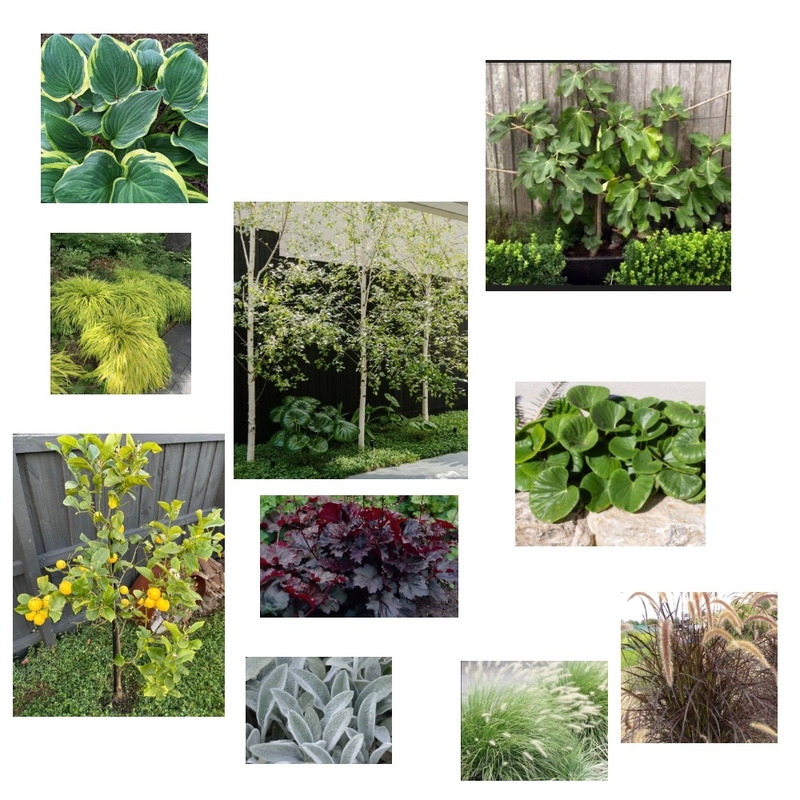 plants Mood Board by Susan Conterno on Style Sourcebook