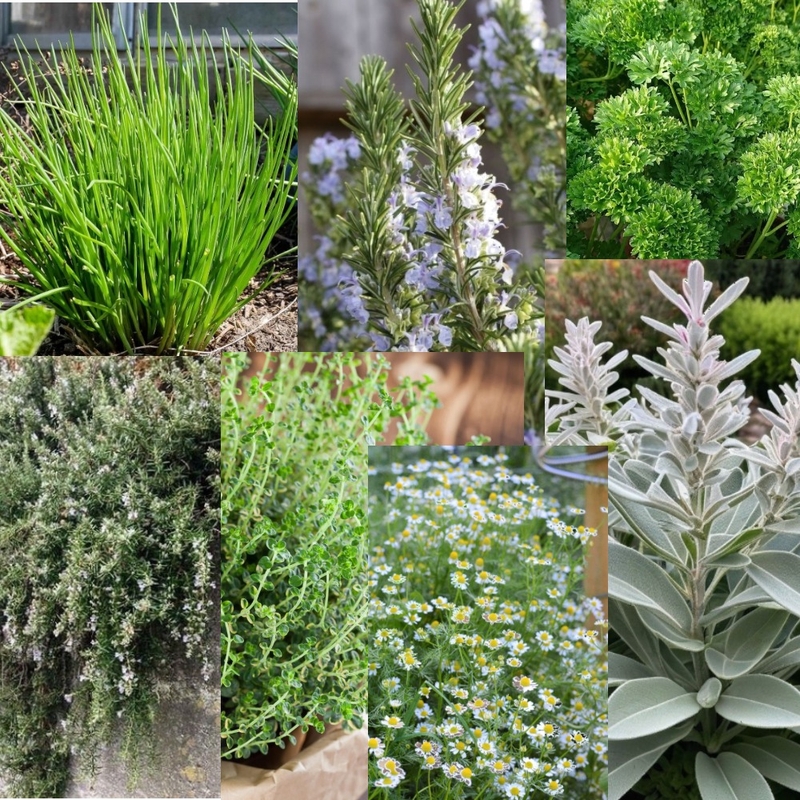 Herb Garden Mood Board by Makiah Pippen on Style Sourcebook